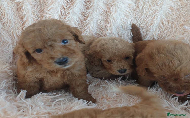 Cockapoo dogs - Advert 4