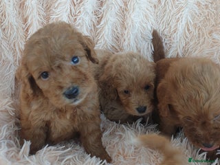 Cockapoo dogs - Advert 4