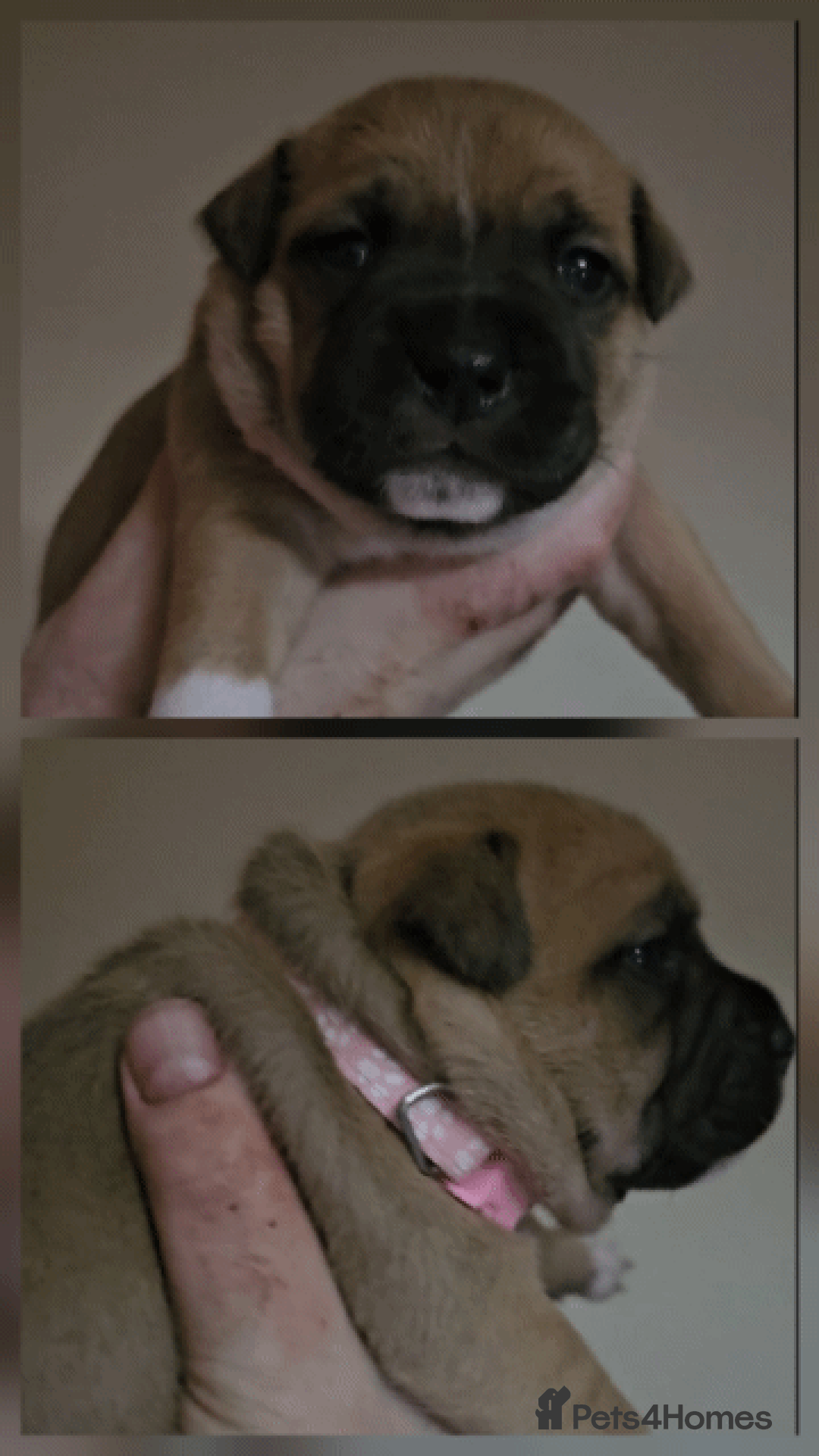 Staffordshire Bull Terrier dogs for sale: 🥨THE GOLDILOCKS LITTER 🥨 - Advert 2