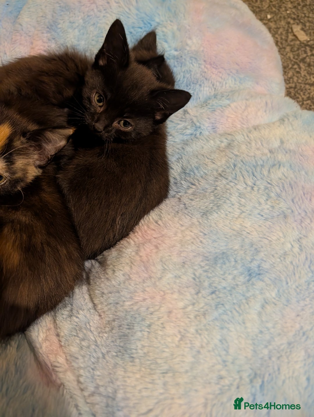 Mixed Breed cats for sale: 4 beautiful kittens available  - Advert 4