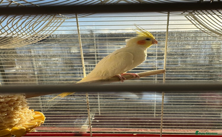 Cockatiels birds cockatiels - Advert 2