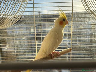 Cockatiels birds cockatiels - Advert 20