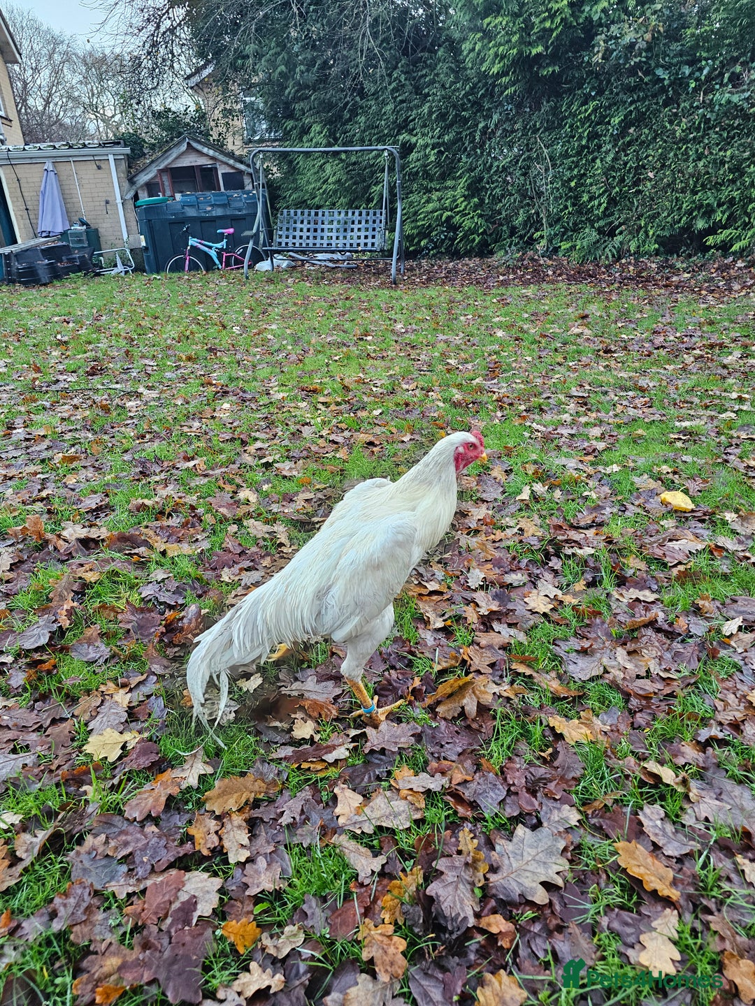 Chickens poultry for sale: O shamo german 7 months old  - Advert 3