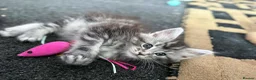 Maine Coon cats for sale: 4 Stunning pure Maine Coon Kittens - Advert 12