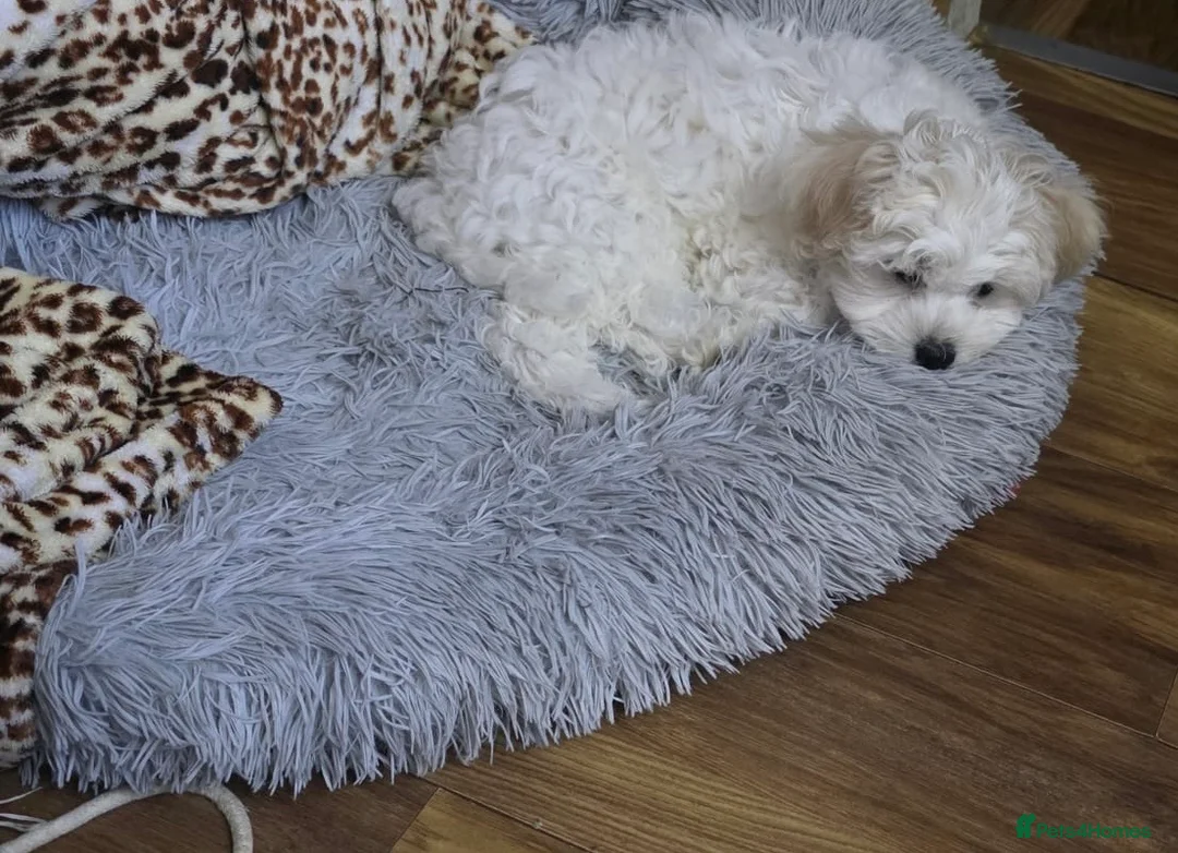 Bichon Frise dogs for sale: 2 Male Bichon Frise Puppies for Sale 🐶🩵🩵 - Advert 9