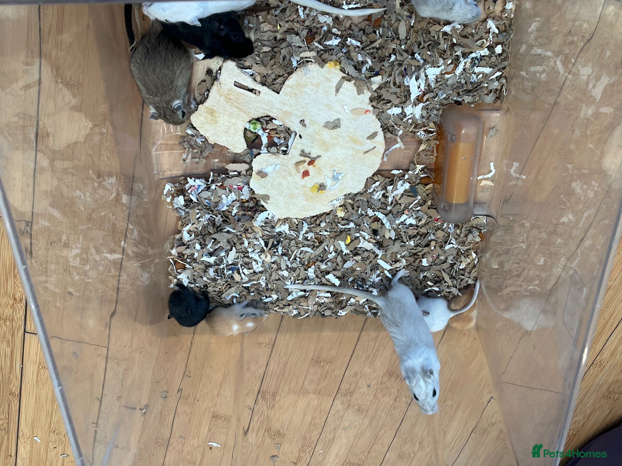 Gerbil rodents Local London Gerbils for sale - Advert 13
