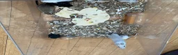 Gerbil rodents for sale: Local London Gerbils for sale - Advert 1