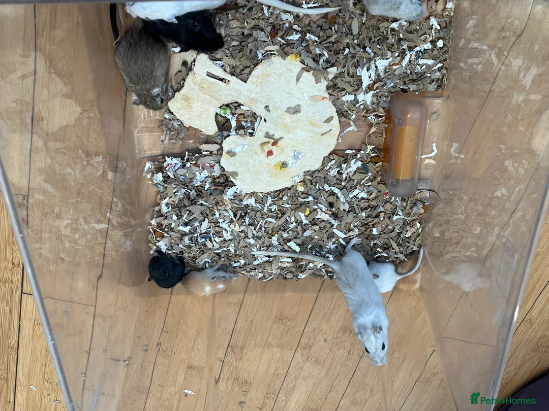 Gerbil rodents for sale: Local London Gerbils for sale - Advert 1