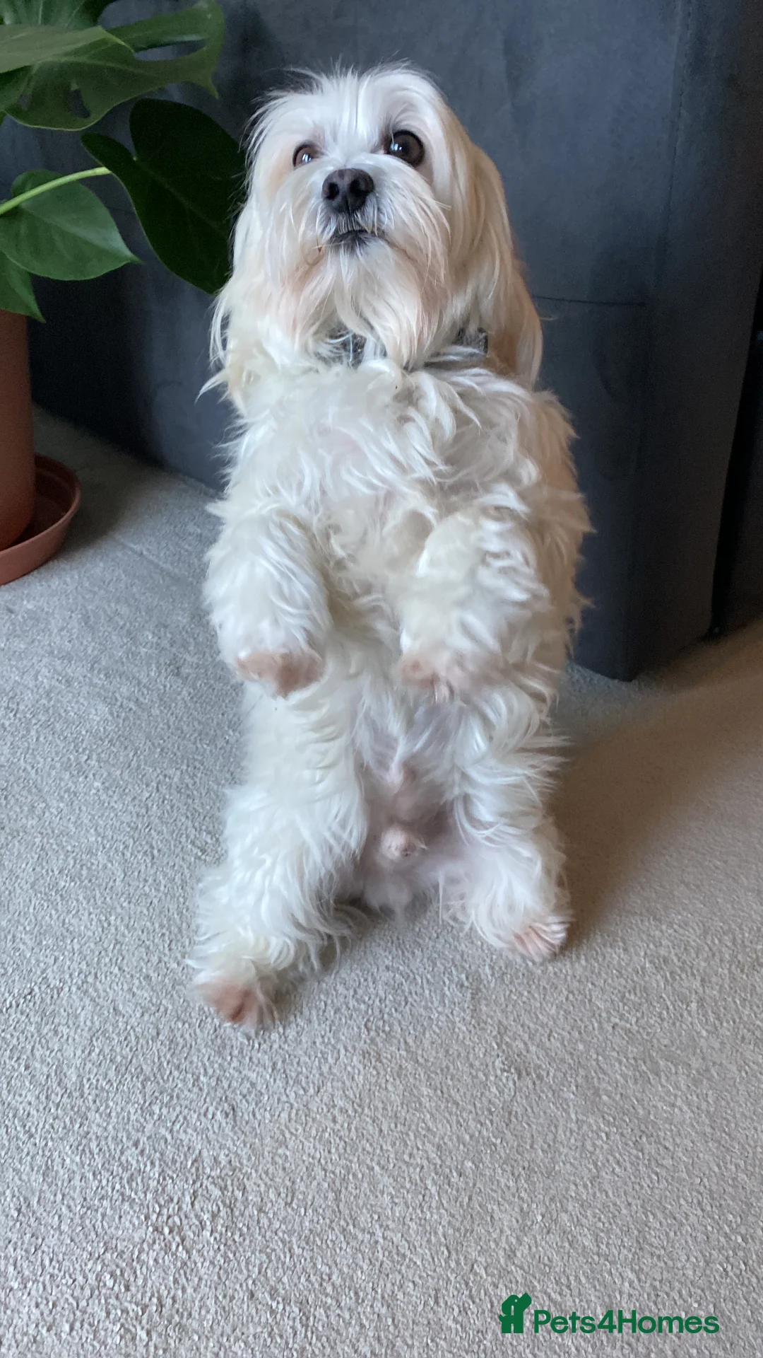 Maltese dogs for stud: Denny - Advert 2