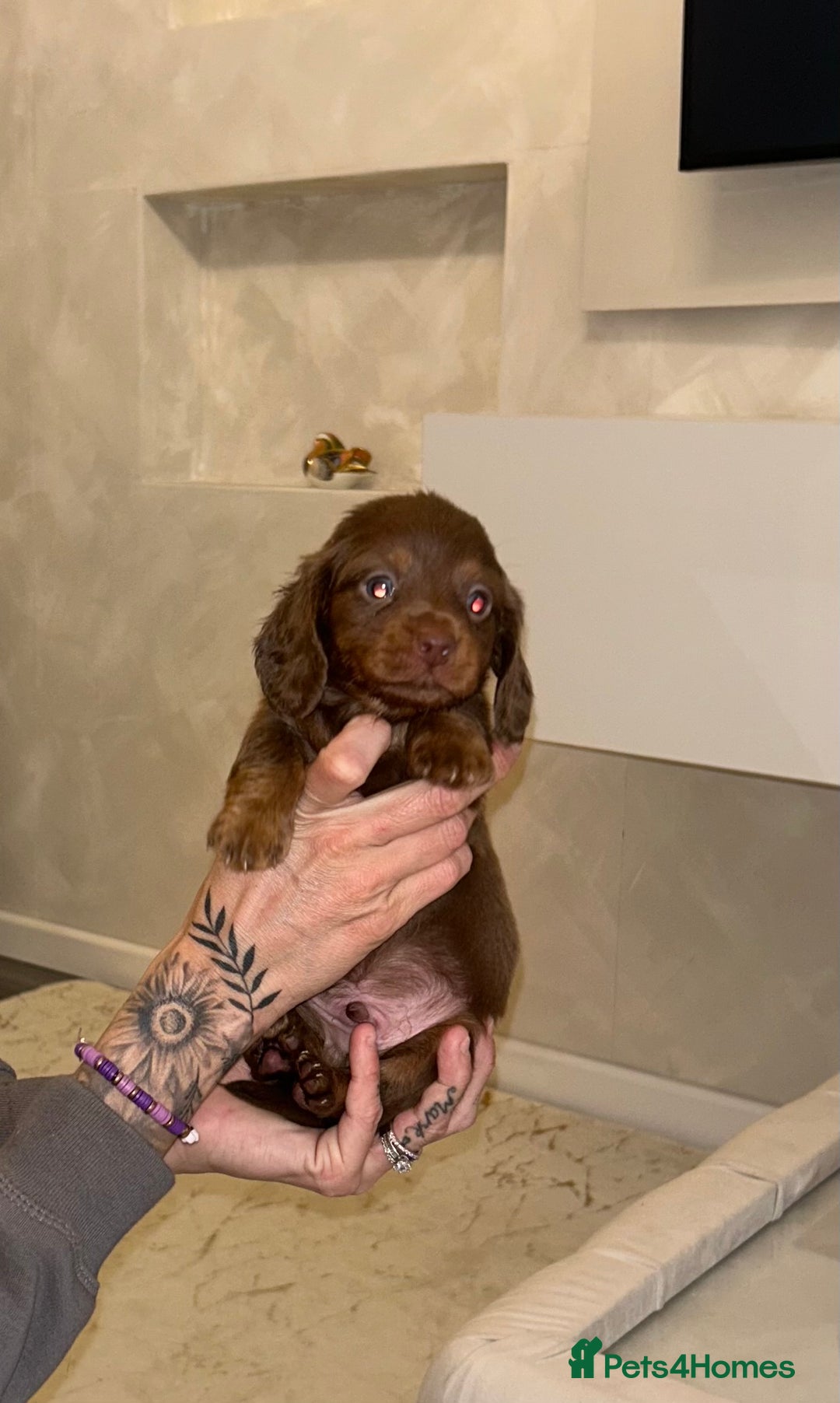 Miniature Dachshund dogs for sale: Miniature Dachshund  - Advert 1