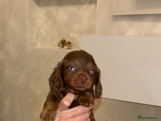 Miniature Dachshund dogs Miniature Dachshund - Advert 11