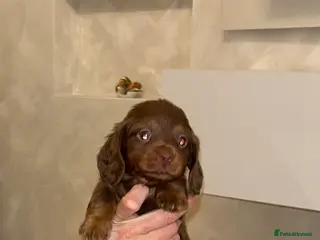 Miniature Dachshund dogs Miniature Dachshund - Advert 15