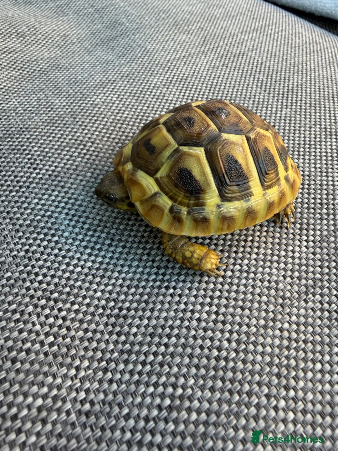 Hermann Tortoise reptiles for sale: 5 Herman Tortoise hatchlings for sale 2 years old - Advert 1