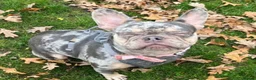 French Bulldog dogs for sale: Loving Home Wanted – 4 yr old Female Frenchie - Advert 7