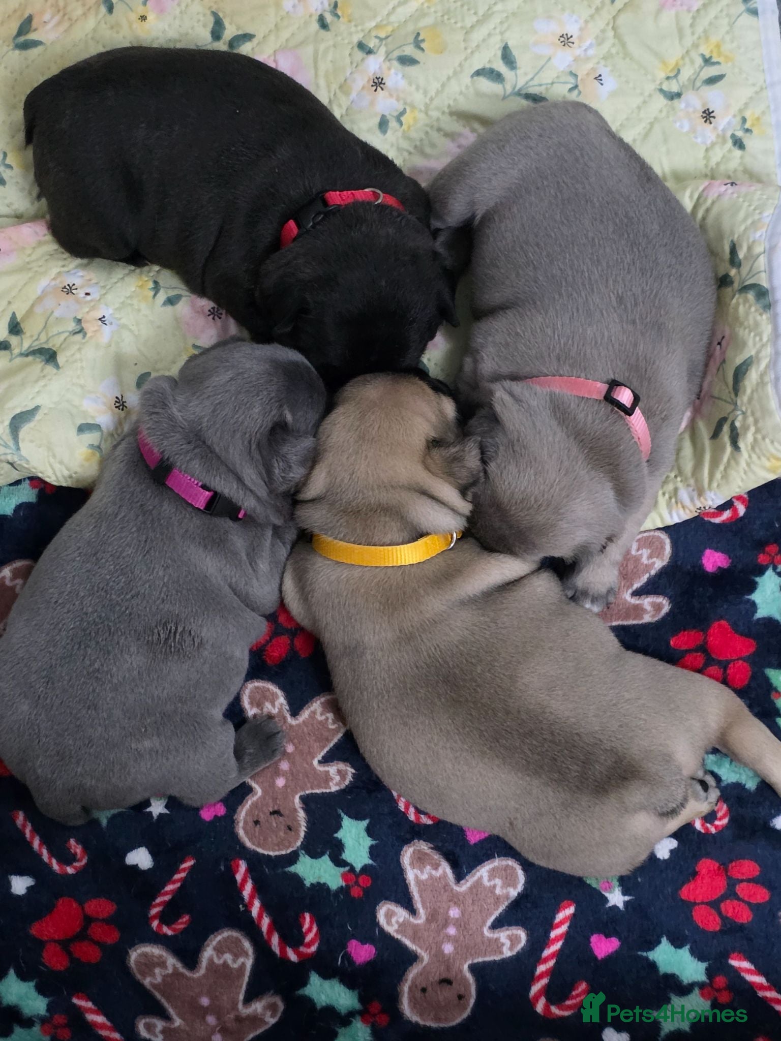 French Bulldog dogs Beautiful, Chunky, Frenchie Puppies - Advert 11