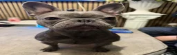 French Bulldog dogs for sale: French bulldog female  - Advert 2