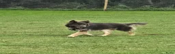 German Shepherd dogs for sale: Stunning long haired Blue/Tan female - Advert 3