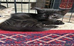 Mixed Breed cats for sale: 4 male kittens  - Image 3