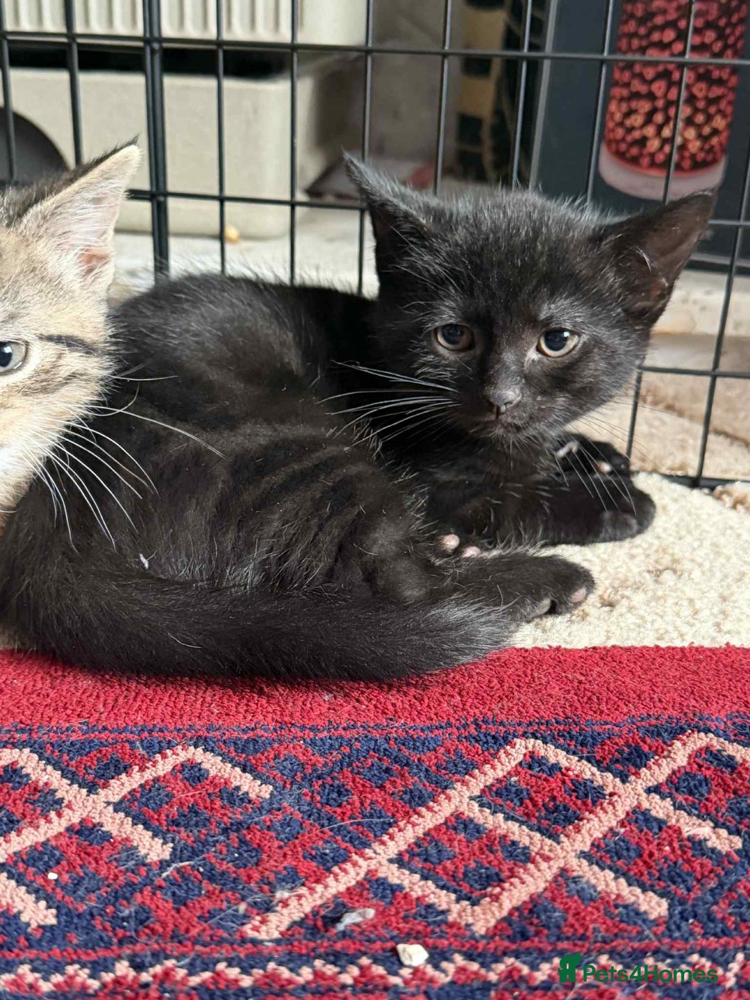 Mixed Breed cats for sale: 4 male kittens  - Image 3