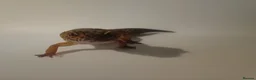 Leopard Gecko reptiles for sale: Female leopard gecko  - Advert 5