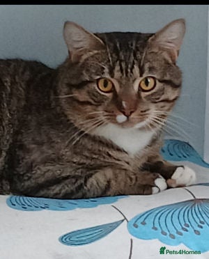 Mixed Breed cats TEDDY - Advert 1