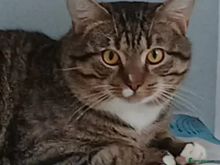 Mixed Breed cats TEDDY - Advert 1