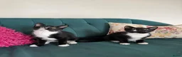 Domestic Shorthair cats for sale: Beautiful Kittens Ready for Their Forever Homes! - Advert 7