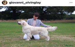 Golden Retriever dogs for sale: Outstanding Champion Lines KC Registered - Image 3