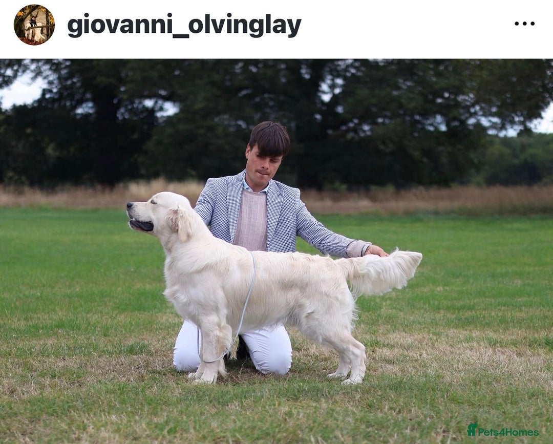 Golden Retriever dogs for sale: Outstanding Champion Lines KC Registered - Image 3