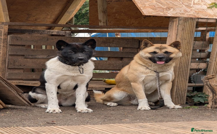 Akita dogs Akita Puppies - Advert 3