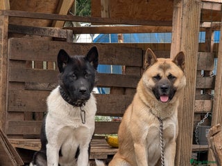 Akita dogs for sale: Akita Puppies - Advert 1