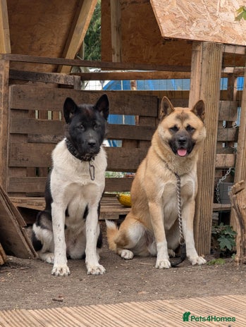 Akita dogs Akita Puppies - Advert 4