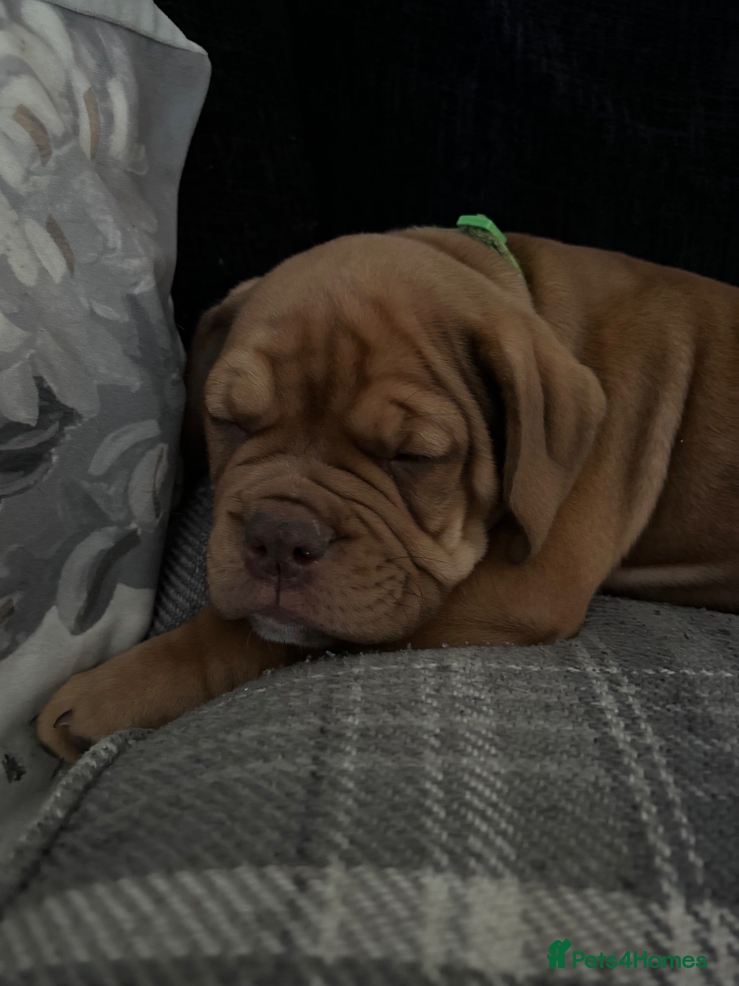 Mixed Breed dogs OLDE STAFF ENGLISH BULLDOGGE - Advert 2