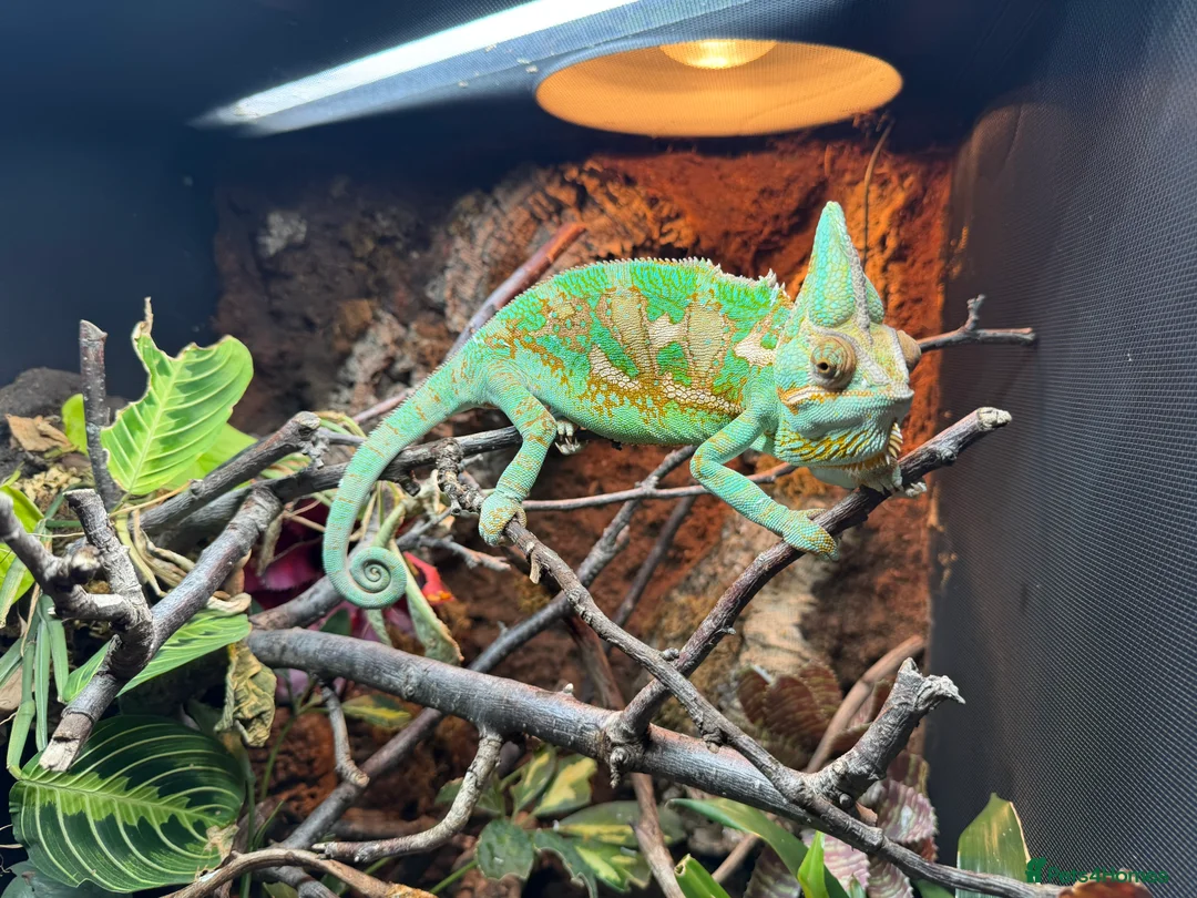 Chameleon reptiles for sale: Adult Male Veiled Chameleon (full setup included) - Advert 1