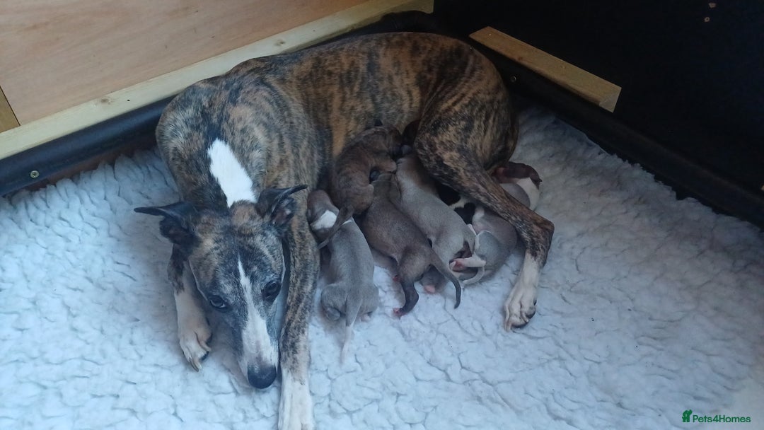 Whippet dogs for sale: KC  REG WHIPPET PUPS - Advert 19