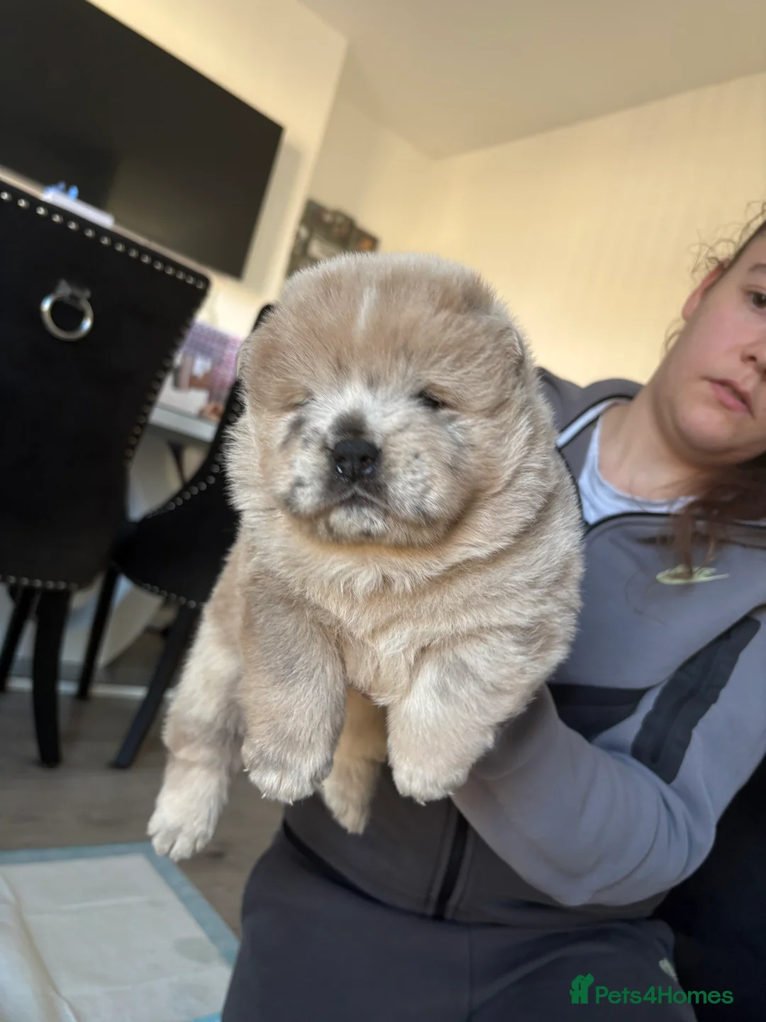 Chow Chow dogs for sale: Chow chow puppies  - Advert 2