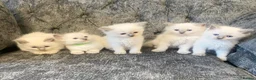 Ragdoll cats for sale: Ragdoll kittens - Advert 9