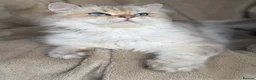 British Longhair cats for sale: British Longhair golden shaded kittens TICA - Advert 26