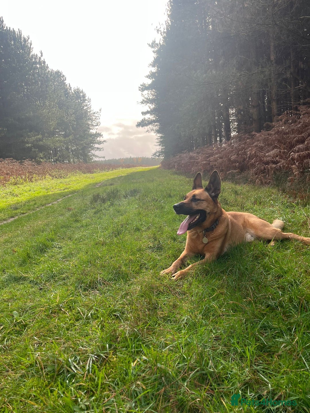 Mixed Breed dogs for sale: Belgian Shephard Cross - Image 2