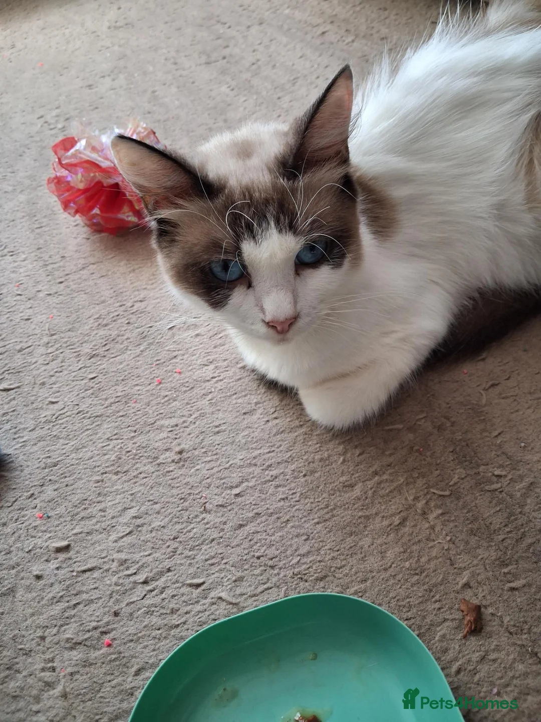 Ragdoll cats for sale: CUTE BLUE C/P RAGDOLL KITTENS  - Advert 16