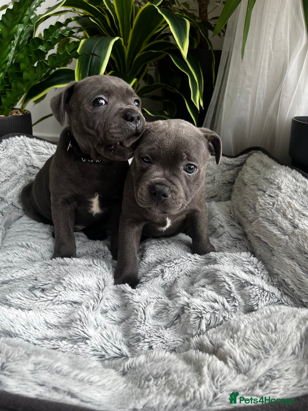 Staffordshire Bull Terrier dogs for sale: 🔷 Pharaon Champion Line Pups 🔷 in Wolverhampton - Image 35