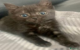 Mixed Breed cats for sale: Black kittens for sale still available - Image 2