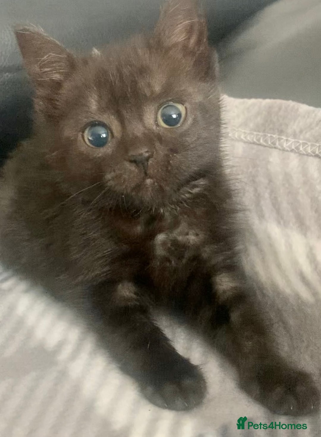 Mixed Breed cats for sale: Black kittens for sale still available - Image 2