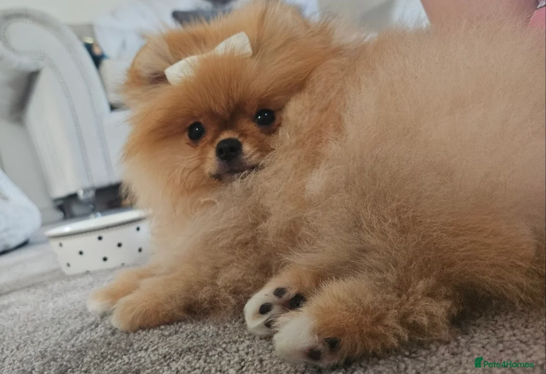 Pomeranian dogs for sale: ✨ Beautiful Cream Pomeranian Puppy both Parents  - Advert 2
