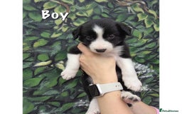 Border Collie dogs for sale: Collie puppy’s ready to go  - Image 3
