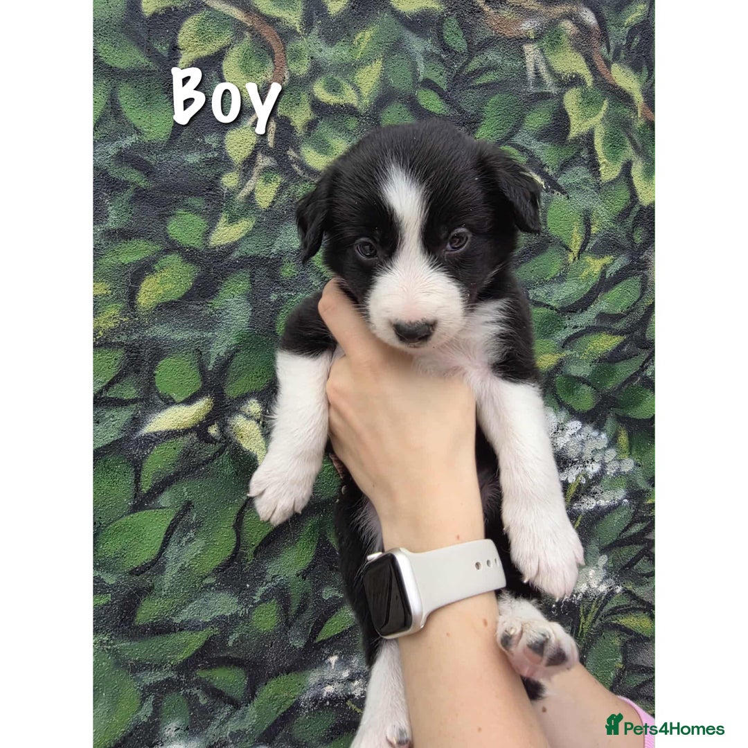 Border Collie dogs for sale: Collie puppy’s ready to go  - Image 3