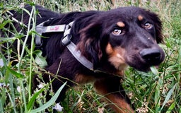 Bearded Collie dogs for adoption: Barney – The Puppy Who Was Left Behind - Image 3