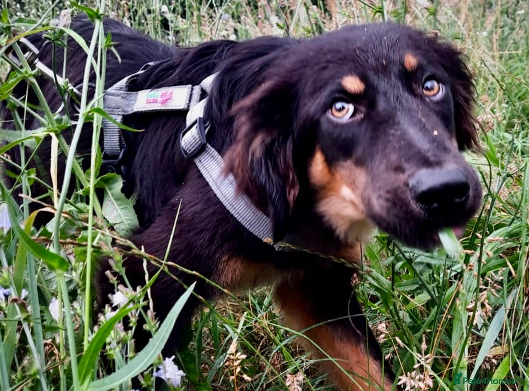 Bearded Collie dogs for adoption: Barney – The Puppy Who Was Left Behind - Image 3