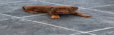 Miniature Dachshund 1