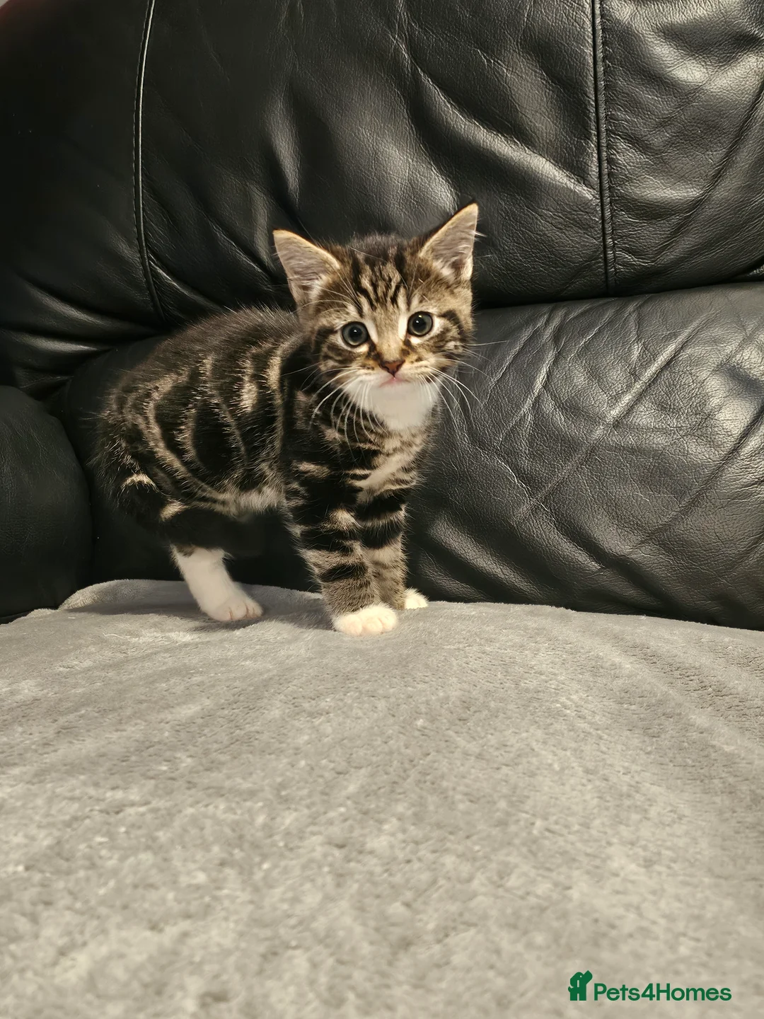 Mixed Breed cats for sale: Female tabby kitten  - Advert 6